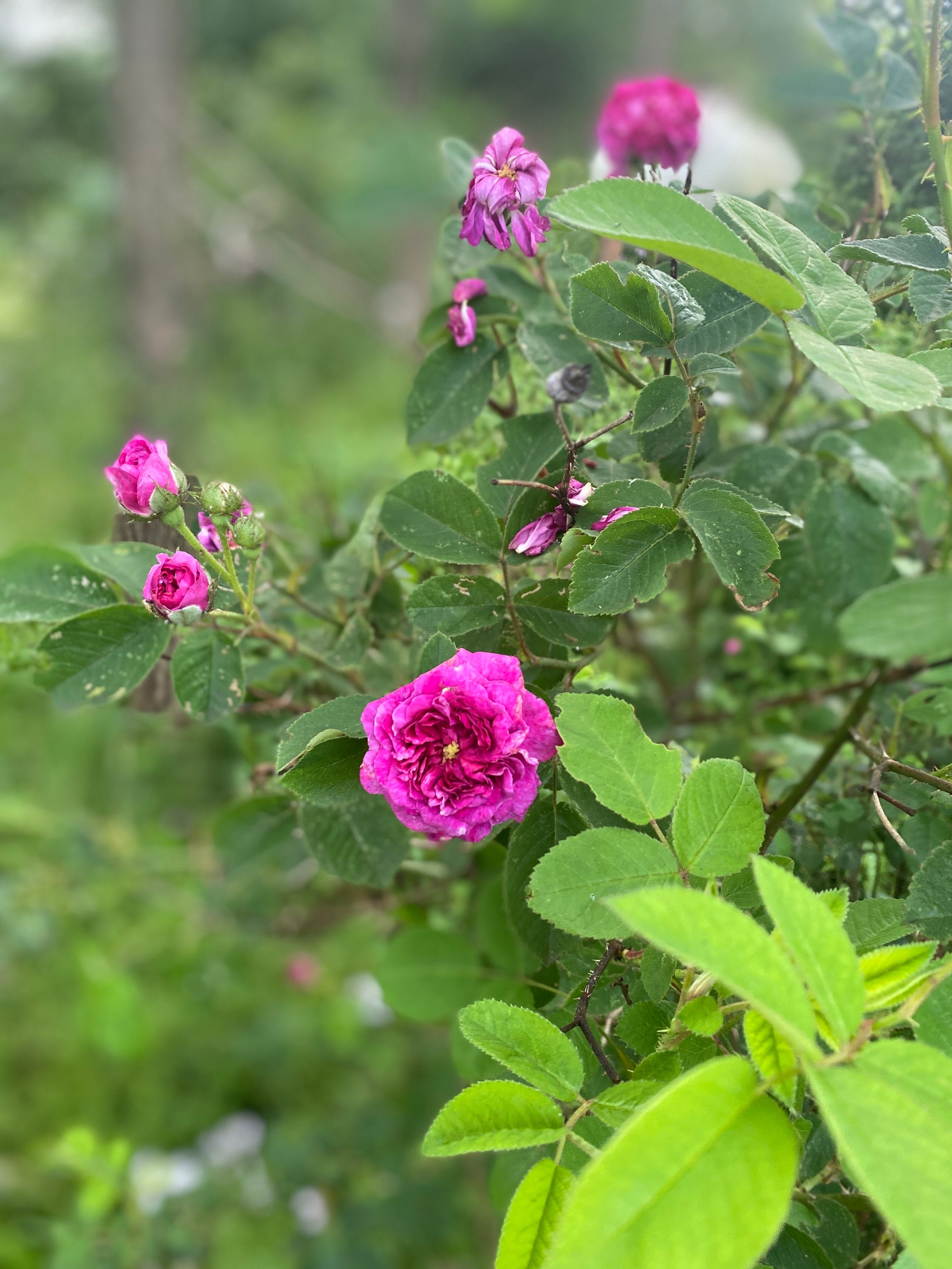 IMG_1474.jpg