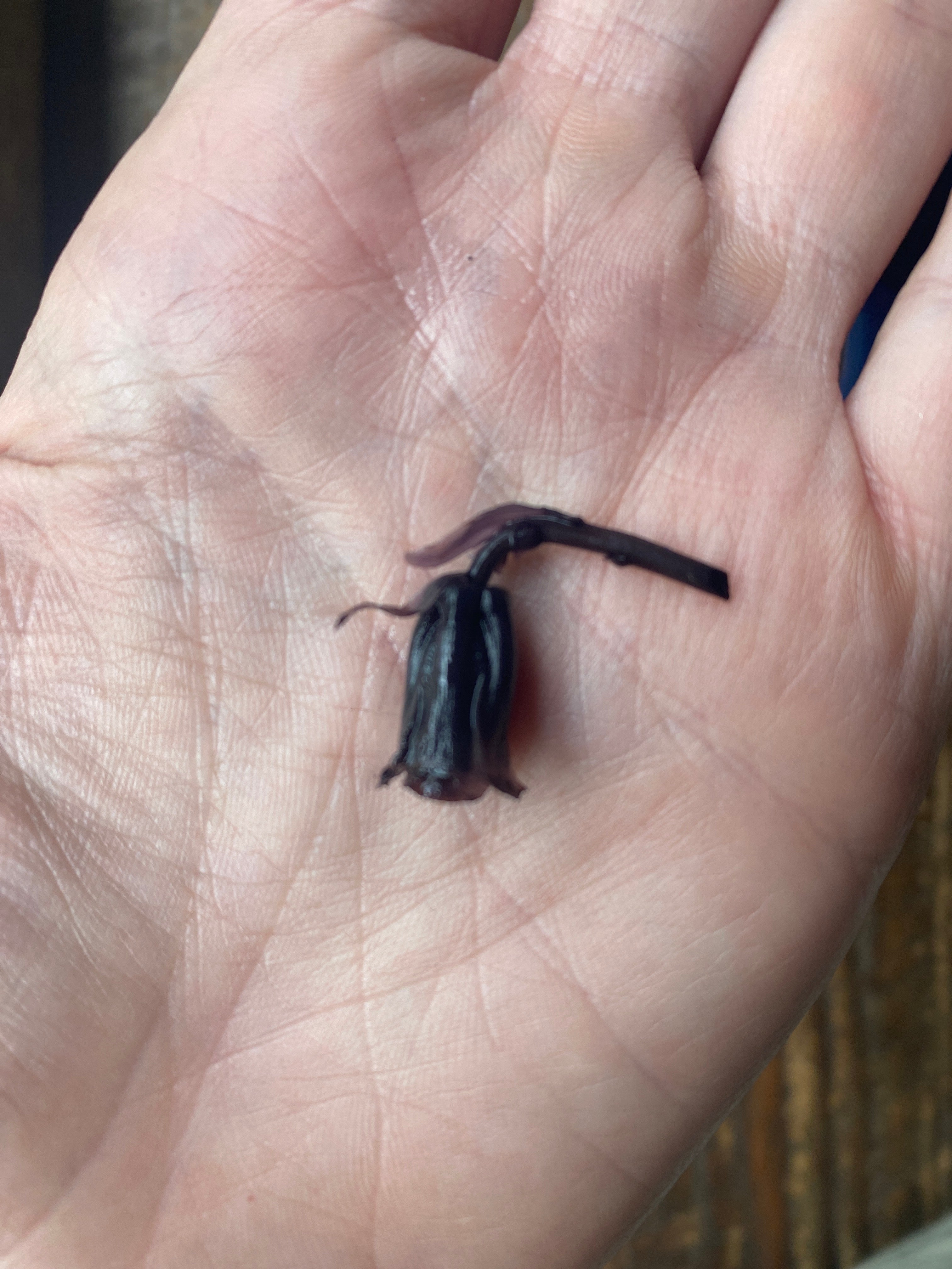 Mushroom Tincture