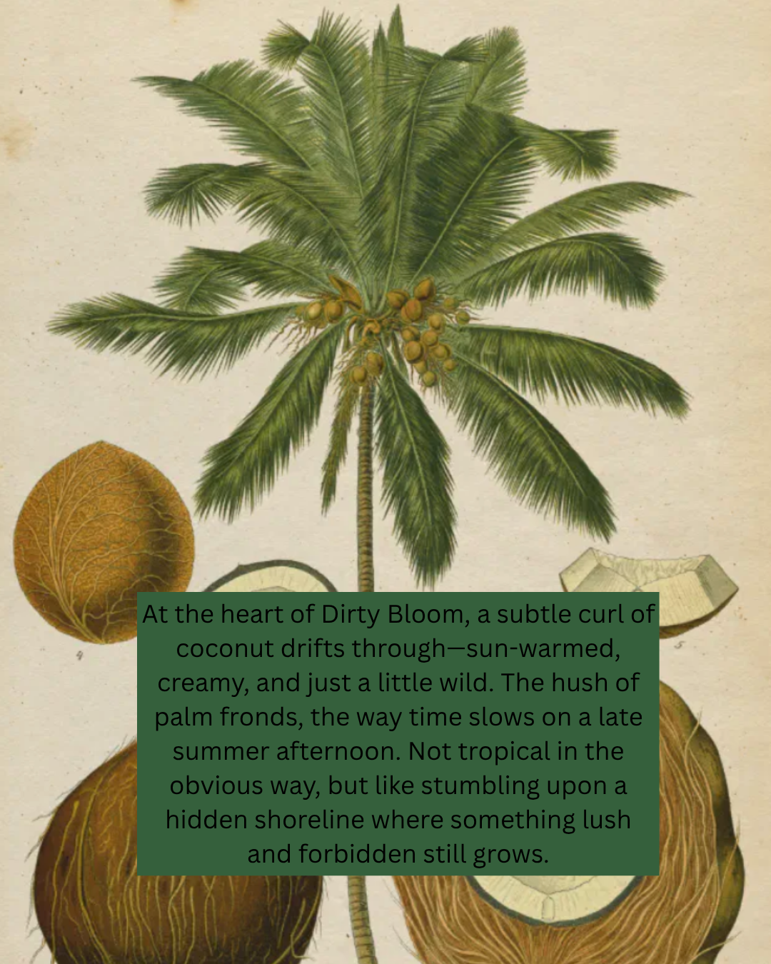 Vintage-style illustration of a coconut tree with coconuts and text overlay.