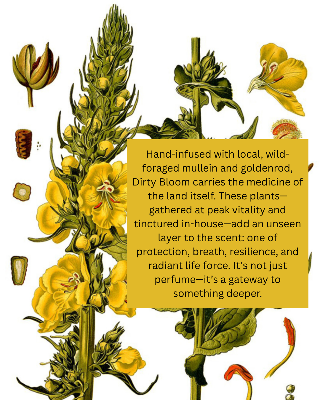 Illustration of yellow flowers with text about 'Dirty Bloom' and its ingredients.